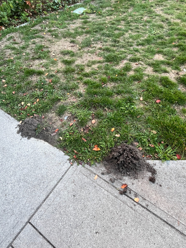 Coast Mole observed by ethlee