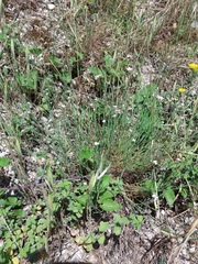 Petrorhagia saxifraga