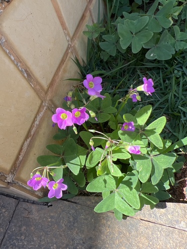 Garden pink-sorrel