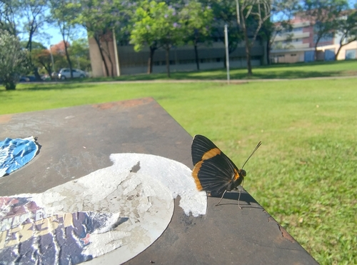 Lycisca Metalmark