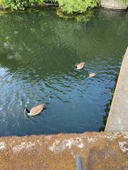 Branta canadensis