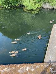 Branta canadensis