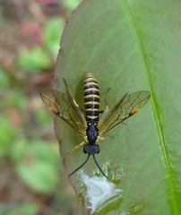 Strongylogaster multicincta