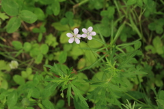 Geranium krameri