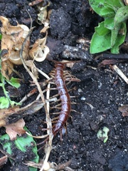 Lithobius