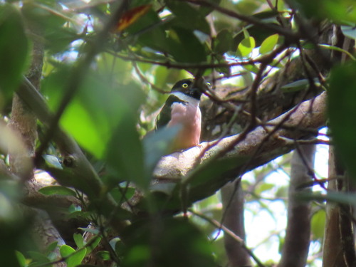 Eurylaimus ochromalus observed 2026-09-25