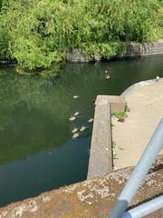 Branta canadensis