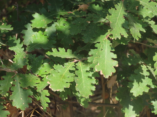 downy oak