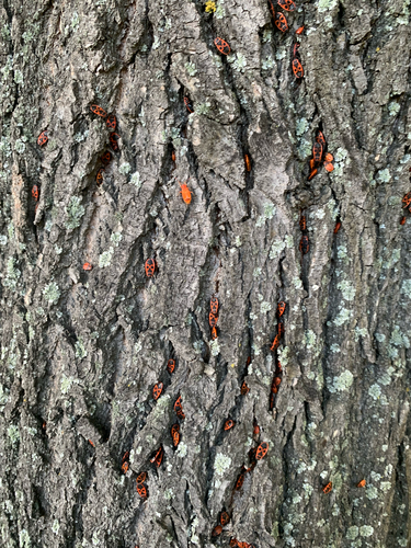 European Firebug