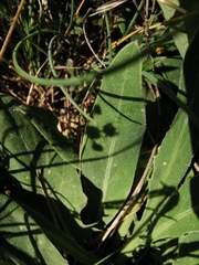 Klasea nudicaulis