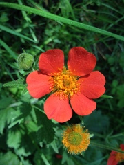 Geum coccineum
