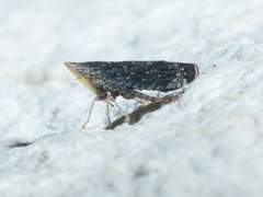 Scaphytopius frontalis