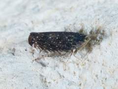 Scaphytopius frontalis