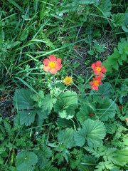 Geum coccineum