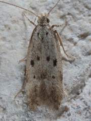 Neodactylota liguritrix