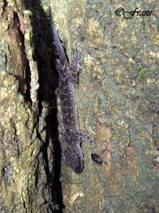 Cyrtodactylus marmoratus