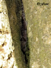 Cyrtodactylus marmoratus