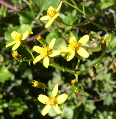 Senecio tamoides