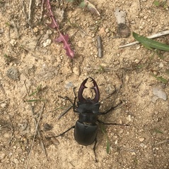 Lucanus cervus turcicus