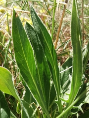 Klasea nudicaulis