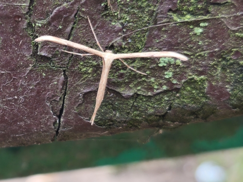 Morning-glory Plume Moth