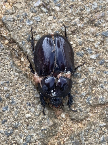 Strategus centaurus