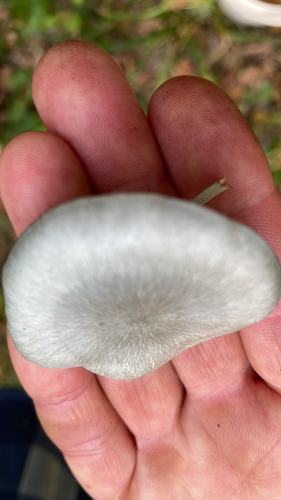 Aniseed Funnel