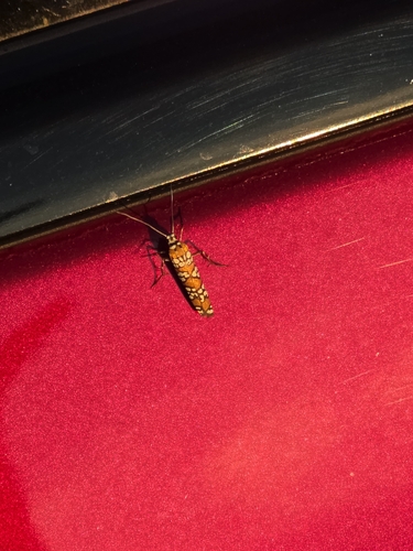 Ailanthus Webworm Moth