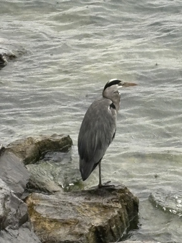 Grey Heron