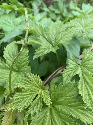 Paprastasis apynys nuotrauka