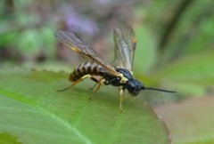 Strongylogaster multicincta