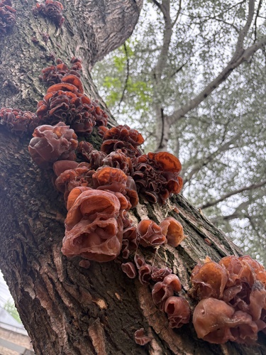 Auricularia fuscosuccinea observed 2026-10-08