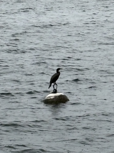 Great Cormorant