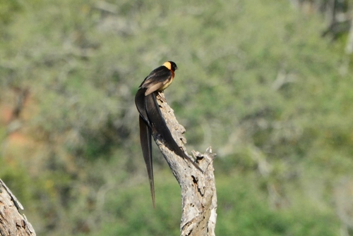 iNaturalist image