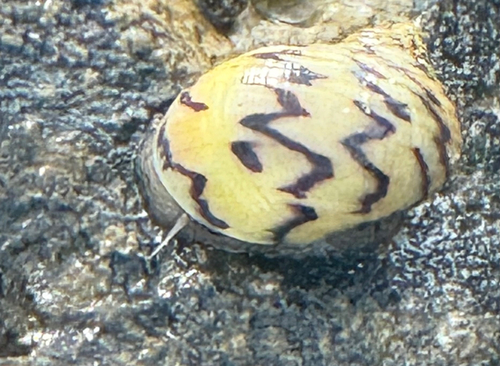 Nerita peloronta observed 2026-10-08