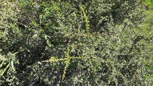 little buckthorn
