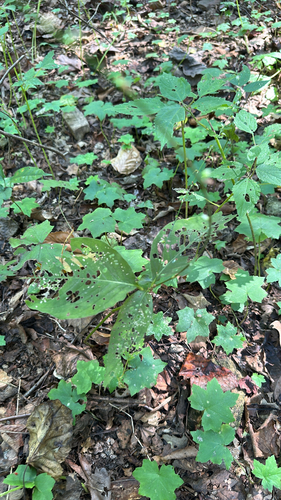 American jumpseed
