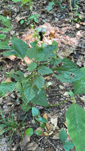 white snakeroot