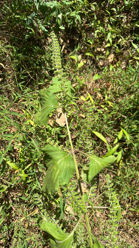 beefsteak plant
