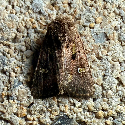 Bristly Cutworm Moth