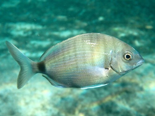 White Sea Bream, photo 4 of 7
