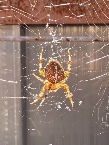 Cross Orbweaver
