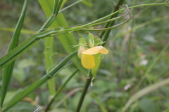 Lathyrus annuus
