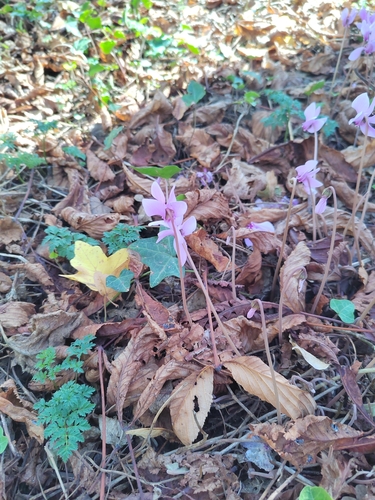 Ivy-leaved cyclamen