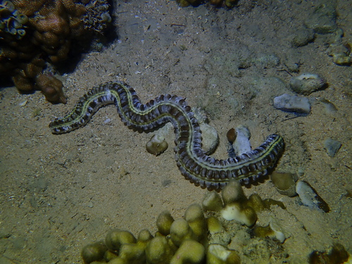 Euapta godeffroyi observed 2026-10-05