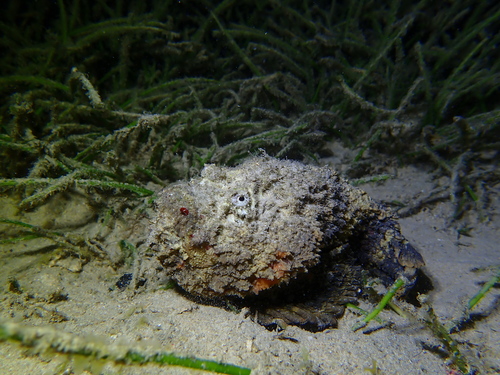 Synanceia verrucosa observed 2026-10-05