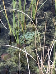 Pelophylax