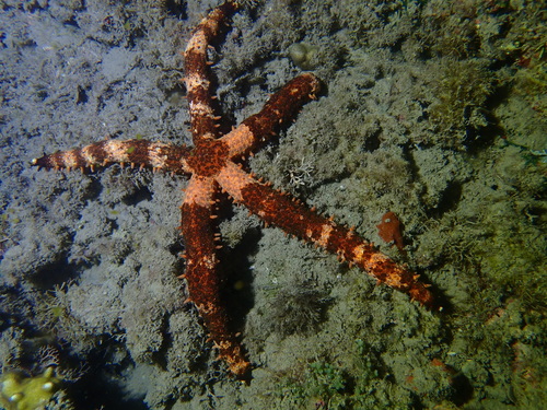 Mithrodia observed 2026-10-05