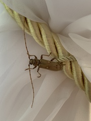 Eburia mutica
