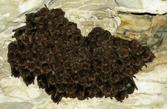 Barbastella barbastellus